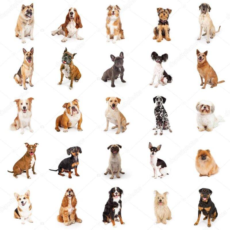 Unraveling the Charm of Popular Dog Breeds
