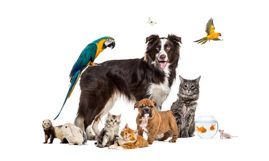 Pet Insurance Benefits
